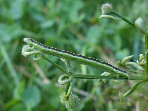 Réf. 210 664 : Catarhoe cuculata